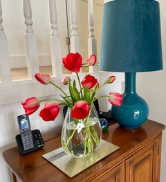 susan stephens' tulips from garden